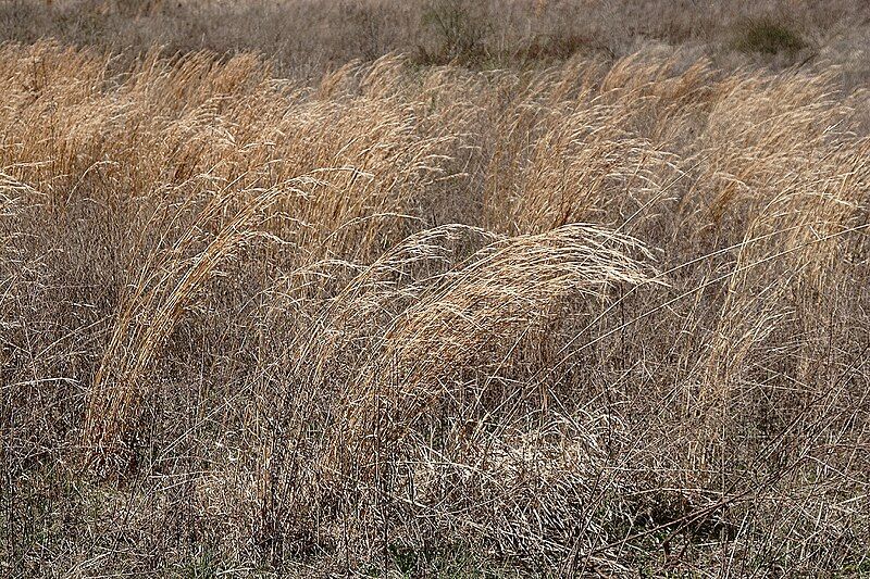 File:Prairie grass.JPG