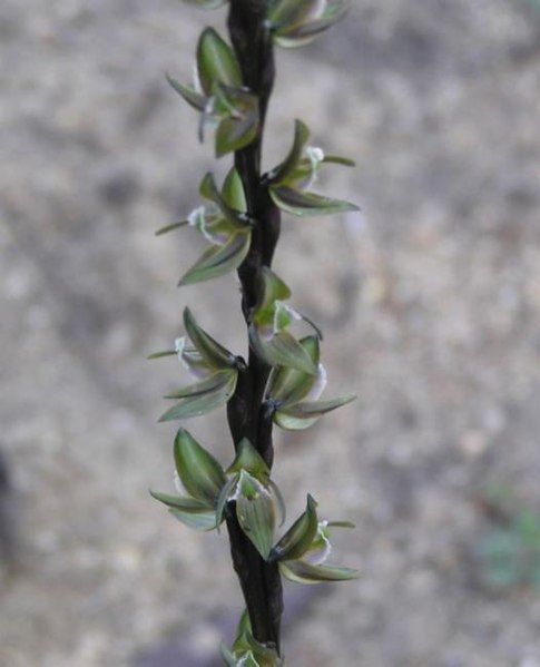 File:Prasophyllum triangulare.jpg