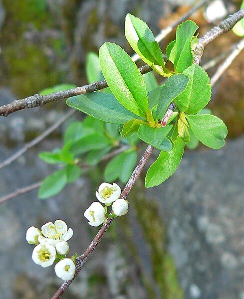 File:Prunus emarginata 1.jpg