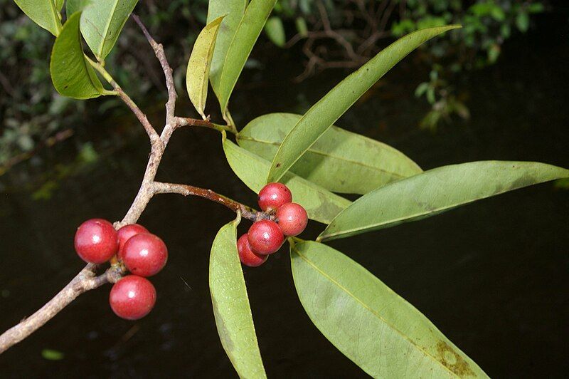 File:Pseudoxandra polyphleba.jpg