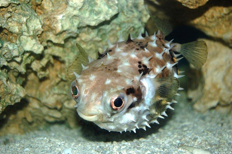 File:Pufferfish (Butete).jpg