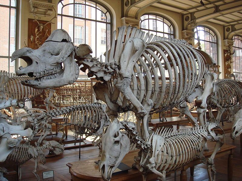 File:Rhinoceros of Versailles.jpg