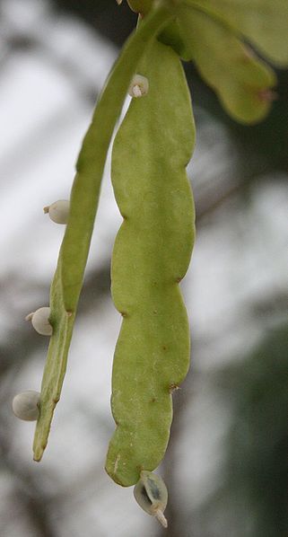 File:Rhipsalis micrantha 01.JPG