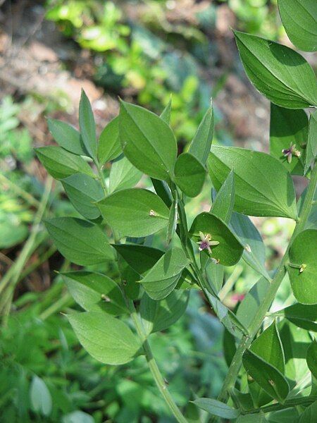 File:Ruscus aculeatus03.jpg