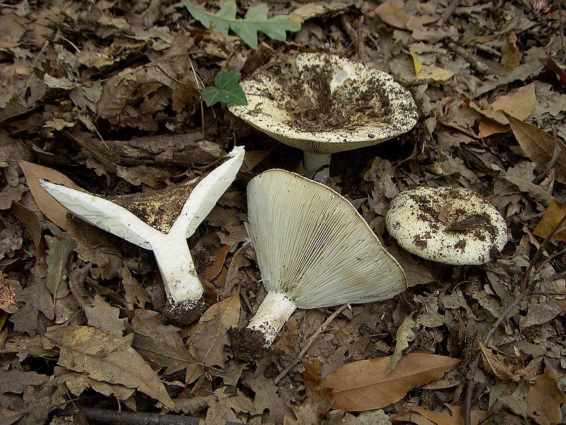 File:Russula chloroides.jpg