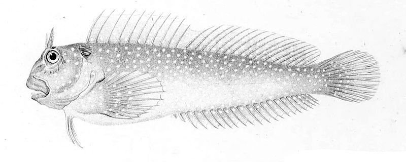 File:Scartichthys variolatus.jpg