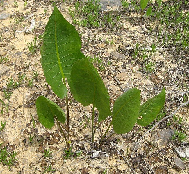 File:Silphium terebinthinaceum leaves.jpg