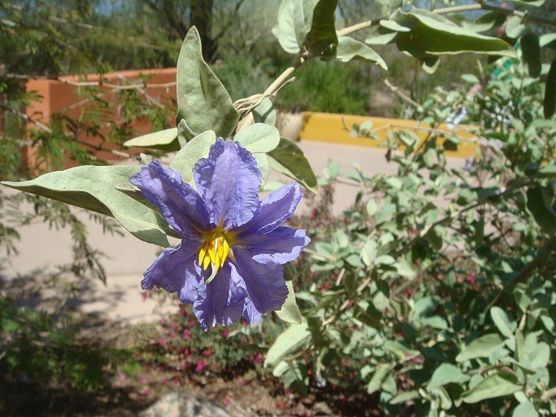 File:Solanum-elaeagnifolium-20080330.JPG