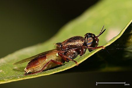 Soldierfly at Stratiomyidae, by Muhammad Mahdi Karim