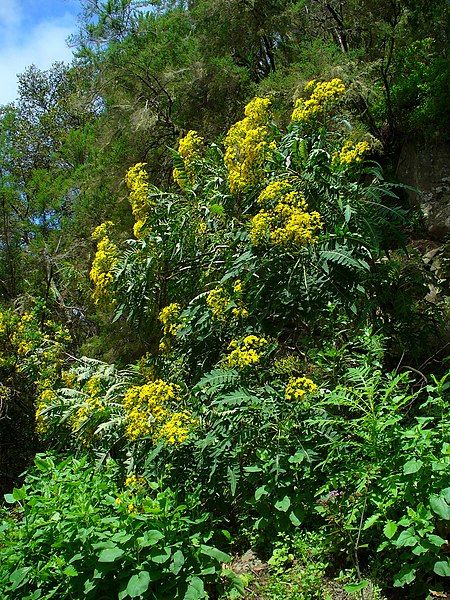 File:Sonchus palmensis 001.JPG