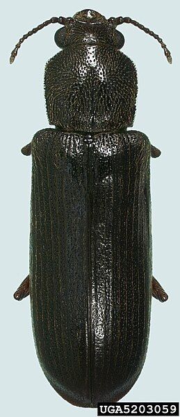 File:Southern Lyctus beetle.jpg