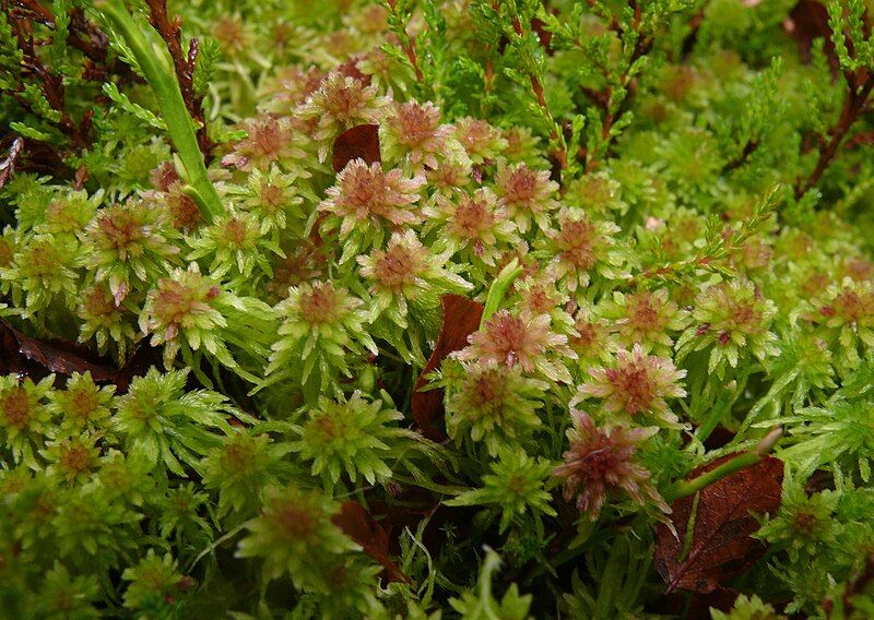 File:Sphagnum cuspidatum 041107a.jpg