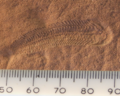 Image 10A Spriggina fossil from the Ediacaran (from History of paleontology)