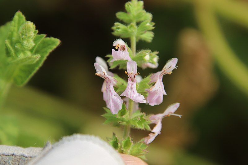 File:Stachys stebbinsii 94900664.jpg