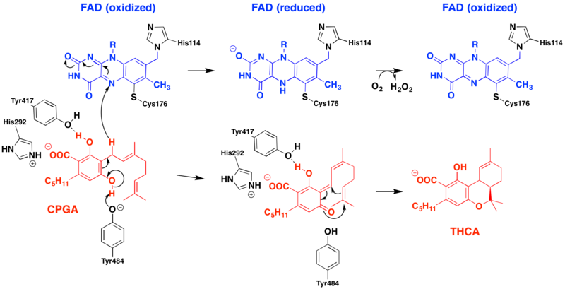 File:THCA synthase mechanism.png