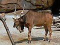 Giant eland