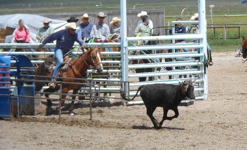 File:Team roping 08.JPG