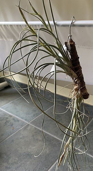 File:Tillandsia baileyi 19802.JPG