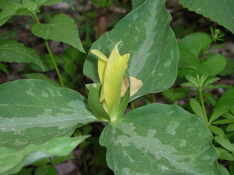 File:Trillium luteum 2.jpg