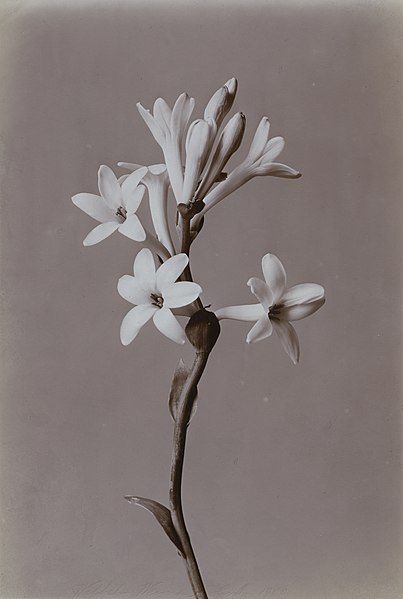 File:Tuberose 1900.jpg