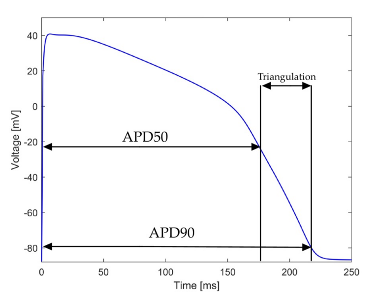 File:Ventricular Action potential.png