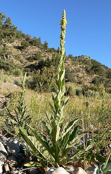 File:Verbascum thapsus 2.jpg