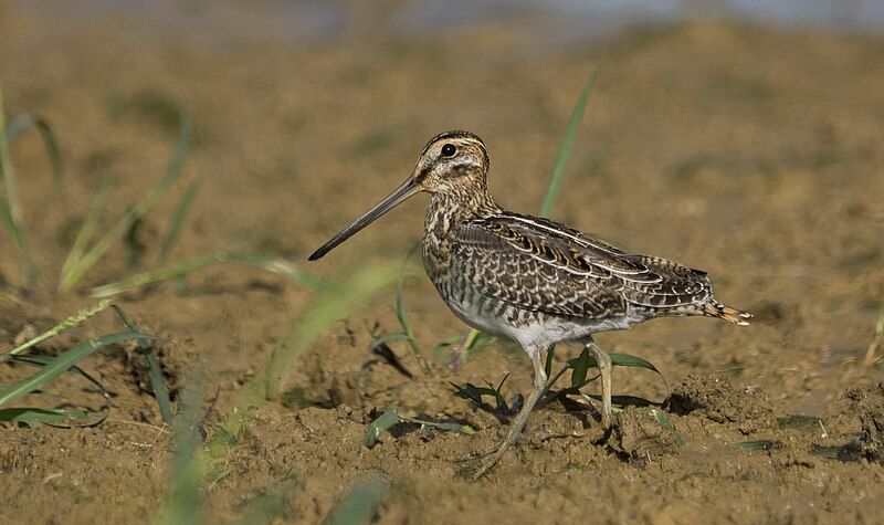 File:Wilson's snipe (30382832692).jpg