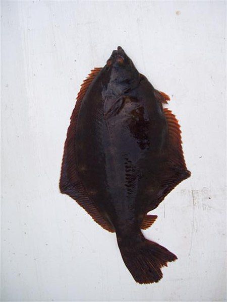 File:Winter flounder.jpg