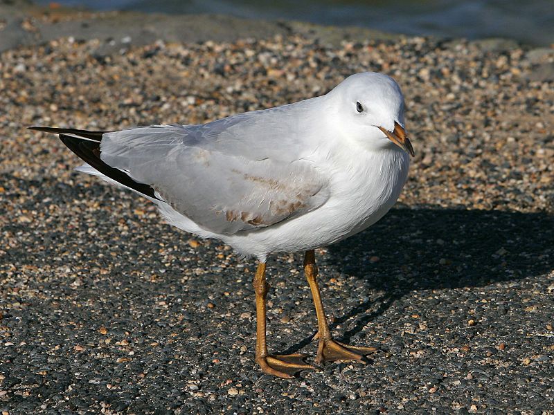 File:Yellow legged seagull.jpg