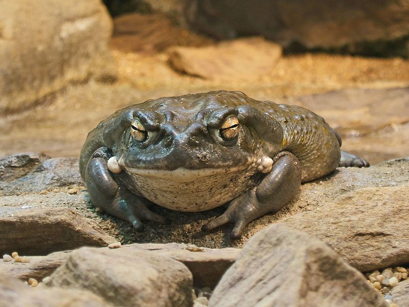 File:2009-03-13Bufo alvarius067.jpg