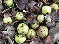 Ripe fruit on the ground