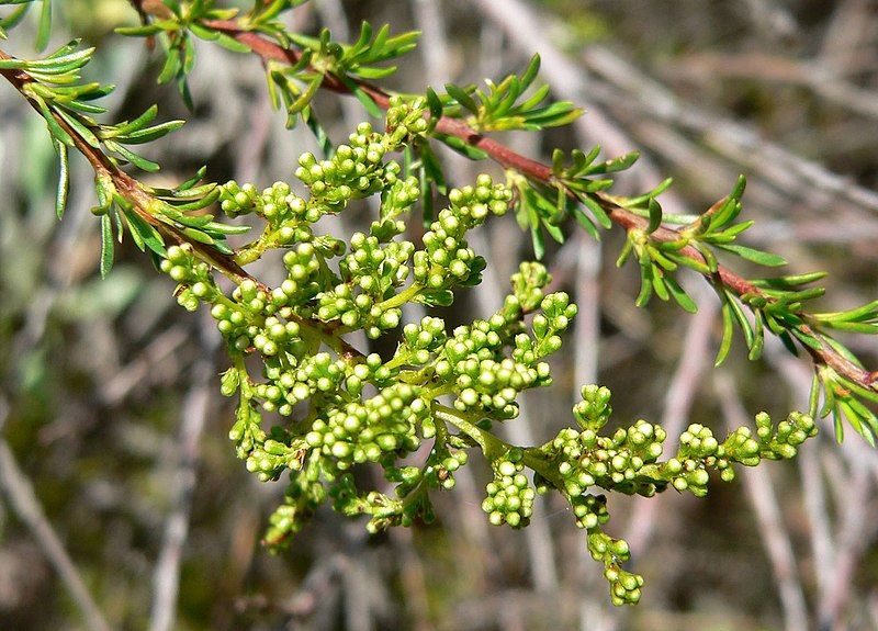 File:Adenostoma fasciculatum 1.jpg