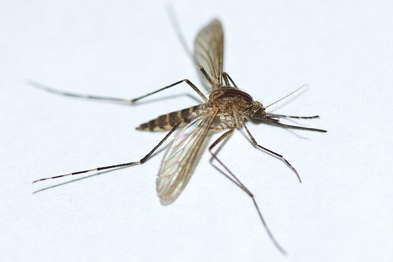 File:Aedes excrucians.jpg