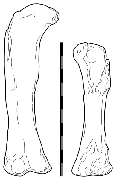 File:Aegyptosaurus.png