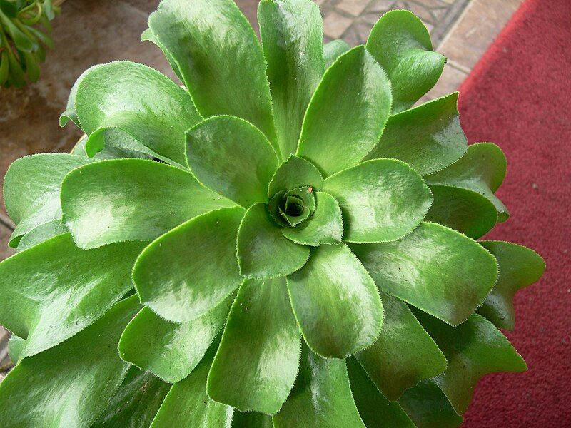 File:Aeonium Glutinosum 092.JPG