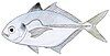 blackfin scad