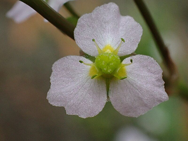 File:Alisma lanceolatum 229627808.jpg