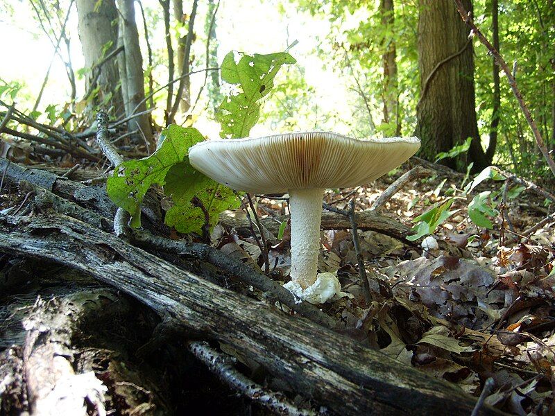 File:Amanita ravenelii 57104.jpg