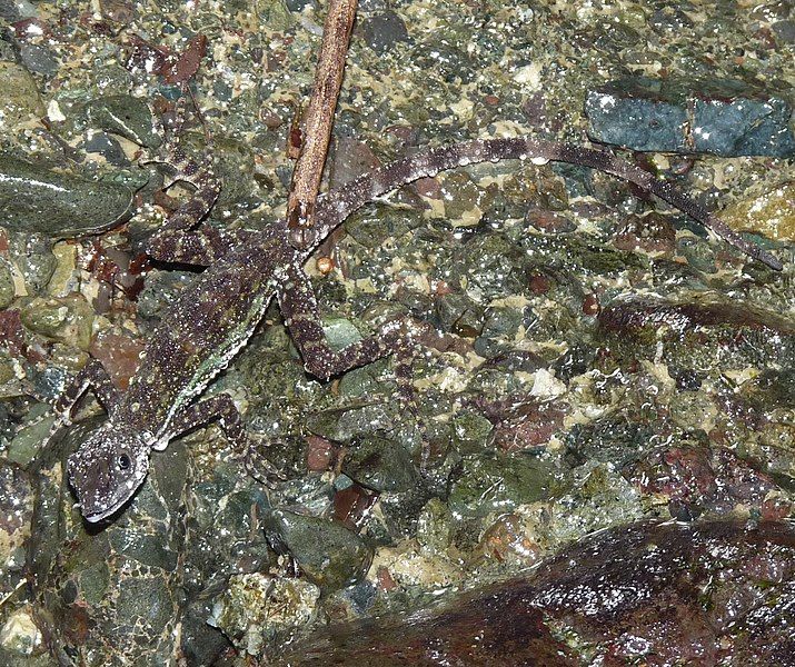 File:Anolis aquaticus.jpg