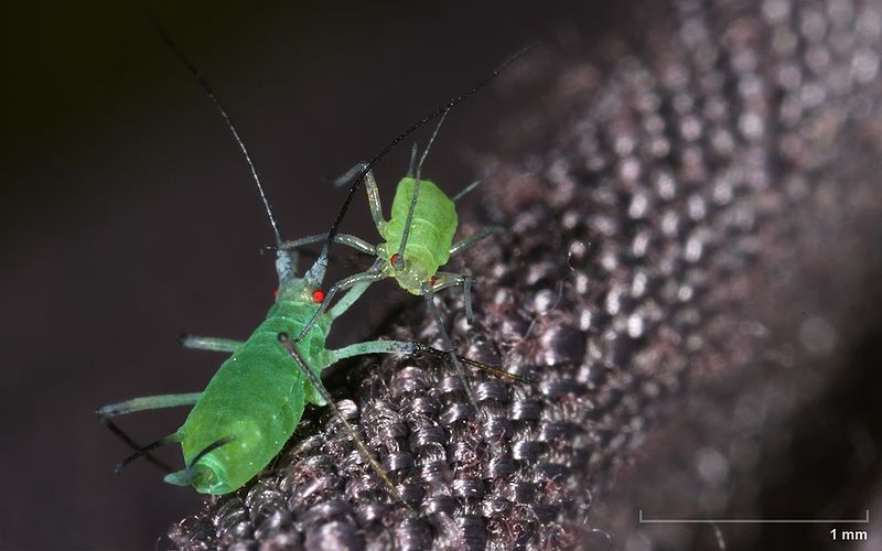 File:Aphidoidea fight.jpg