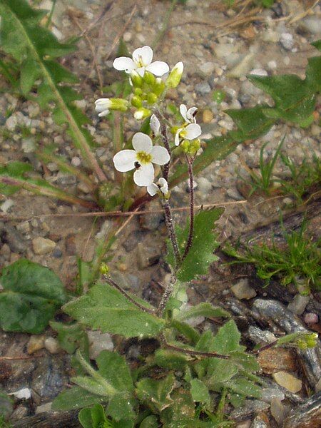 File:Arabis alpina.jpg