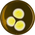 Aspergillus neoafricanus growing on MEAOX plate