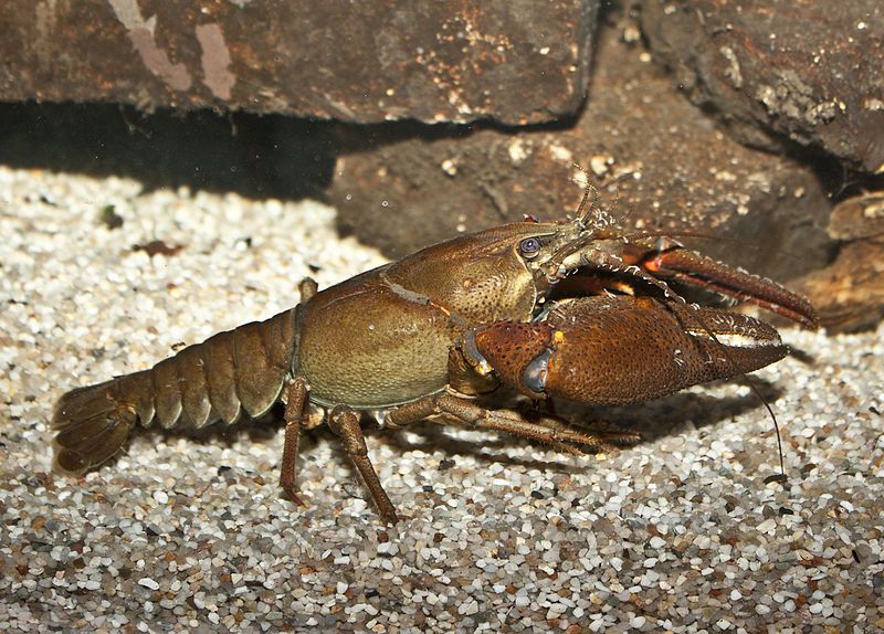 File:Astacus astacus male.jpg