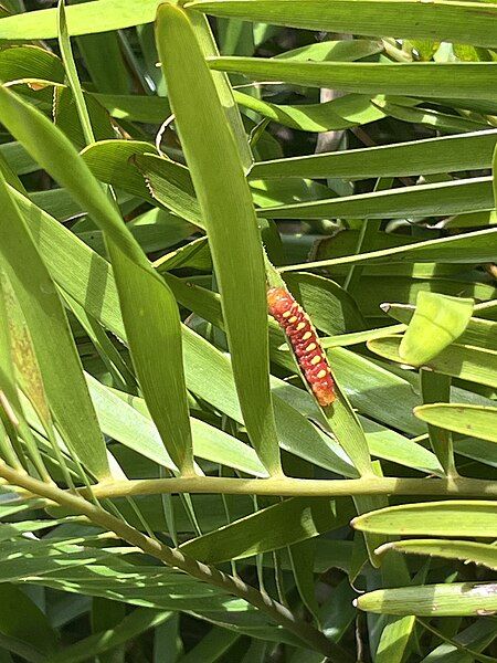 File:Atala Caterpillar.jpg