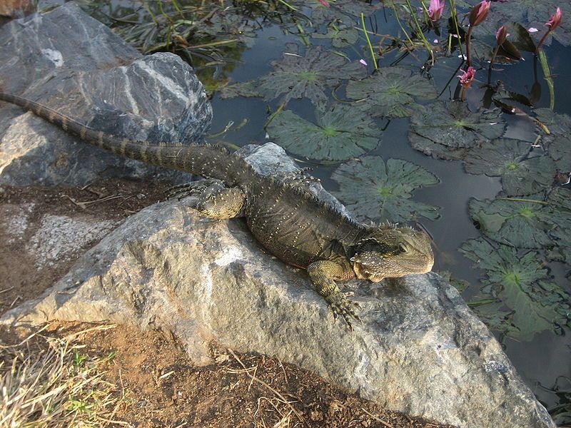 File:Australian-lizard.JPG