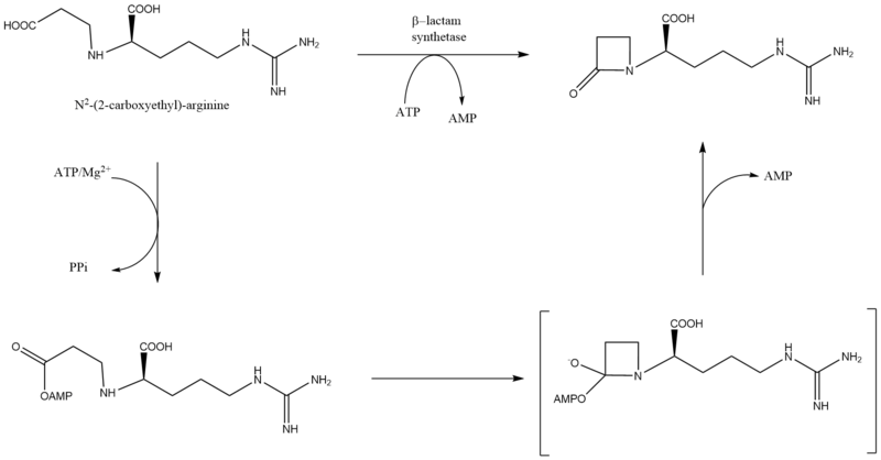 File:Beta-lactam synthetase mechanism.png