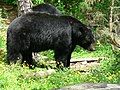 Blacky. The Crows hunted bears encountered on the route to the Yellowstone