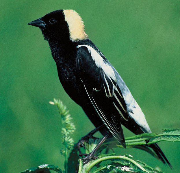 File:Bobolink23.jpg