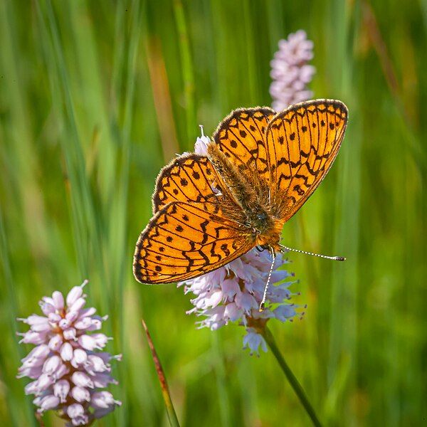 File:Boloria eunomia-pjt.jpg