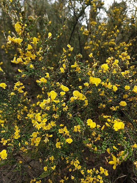 File:Bossiaea sericea.jpg